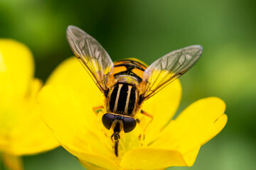 close up of a Brachycera perched on a yellow flower