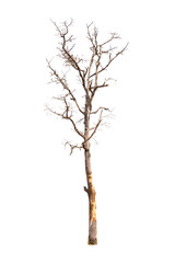 Dead single old tree isolated
