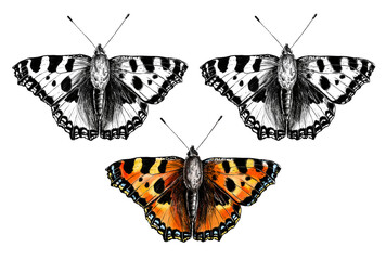 Naklejka premium Hand drawn butterfly illustration. PNG