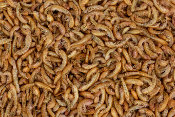 The dry Mealworms Larva (Tenebrio molitor)