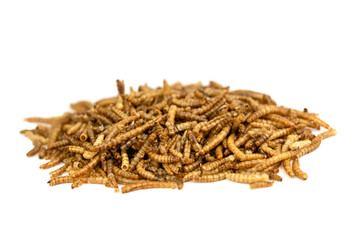 The dry Mealworms Larva (Tenebrio molitor)