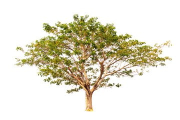Isolated single tree greenery