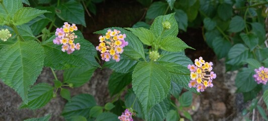 Lantana camara plant in the garden
