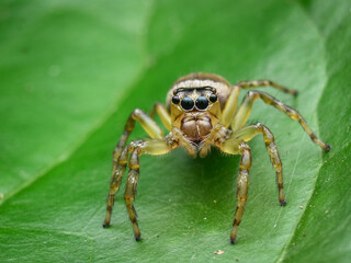 spider on a leaf