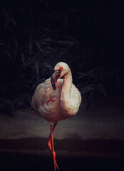 colorful flamingo with dark background