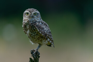 Cute Burrowing owl (Athene cunicularia) sitting on a branch. Green background. Looking to the camera.                                                          