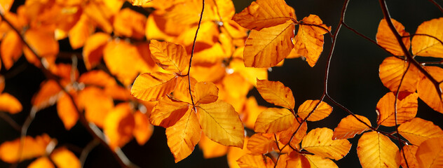 Golden autumn, orange leaves, close up.