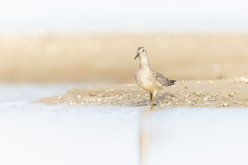 A first calendar year red knot (Calidris canutus) in winter plumage foraging on the beach.