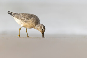 A first calendar year red knot (Calidris canutus) in winter plumage foraging on the beach.