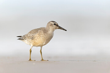 A first calendar year red knot (Calidris canutus) in winter plumage foraging on the beach.