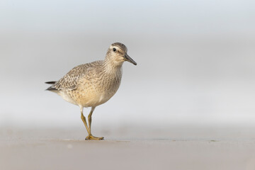 A first calendar year red knot (Calidris canutus) in winter plumage foraging on the beach.