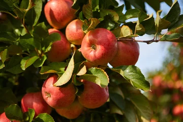 Fotobehang Organic apples hanging from a tree branch in an apple orchard © ZoomTeam