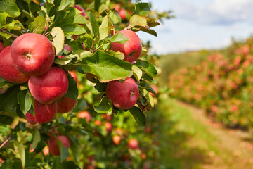 Organic apples hanging from a tree branch in an apple orchard - Powered by Adobe