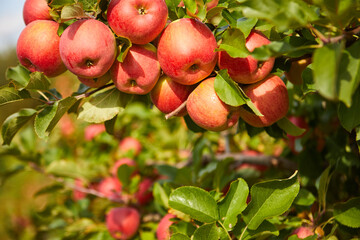 Organic apples hanging from a tree branch in an apple orchard - obrazy, fototapety, plakaty