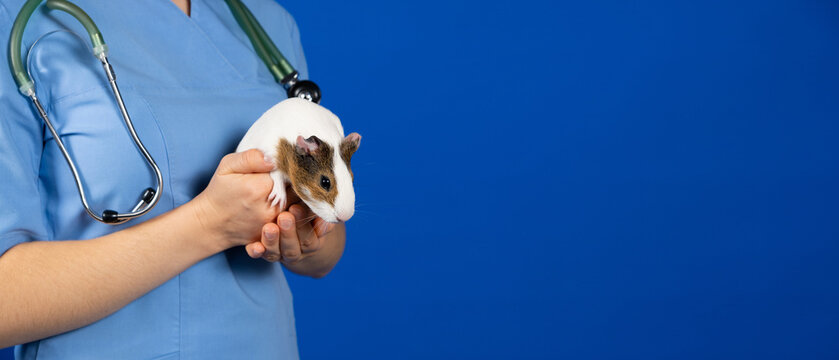 A small guinea pig in the hands of a veterinarian on a blue background, banner with place for text.