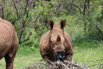 White rhinoceros, Pilanesberg National Park, South Africa