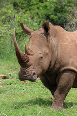 White rhinoceros, Pilanesberg National Park, South Africa