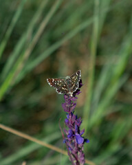 brown butterfly on a flower