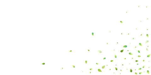 Leaves Green Falling Flying Foliage Leaf Tea Mint