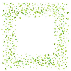 Leaves Green Falling Flying Foliage Leaf Tea Mint