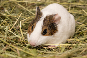 A cute little guinea pig sits in a pile of hay made of meadow grasses.