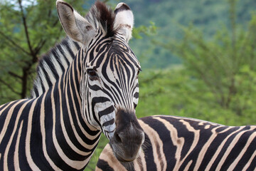 Obraz na płótnie Canvas Plains Zebra, Pilanesberg National Park, South Africa