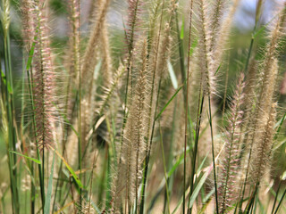 The grass flower in the forest has a green tree as the background.