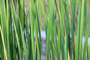 The grass flower in the forest has a green tree as the background.