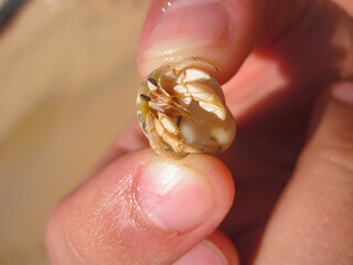 Small white hermit crab caught in hands, Sharm El-Sheikh, Egypt