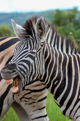 Fototapeta na wymiar Yawning Pains Zebra, Pilanesberg National Park, South Africa