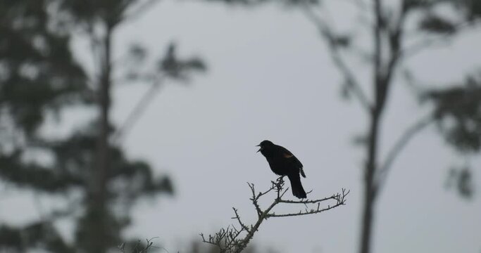 Silhouette of a black bird on a tree branch
