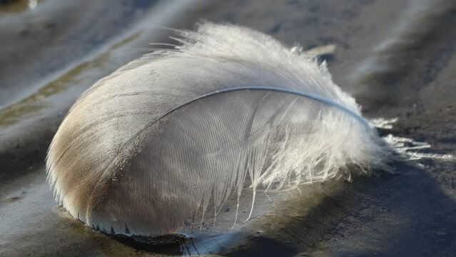 Wasservogelfeder im Watt bei Wind