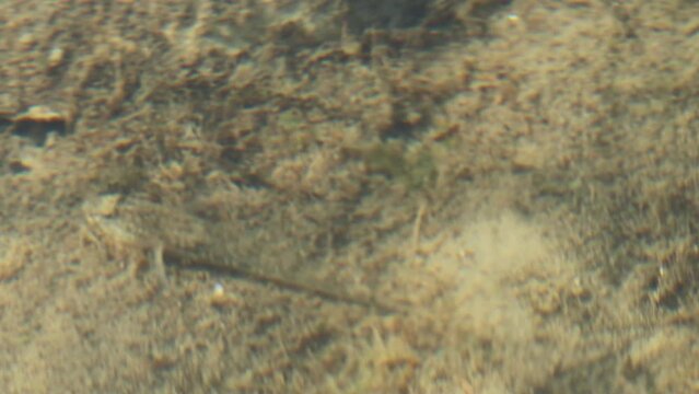 Sandgrundel (Pomatoschistus minutus) in einem Priel im Nationalpark Wattenmeer