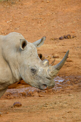 Fototapeta premium White rhinoceros, Pilanesberg National Park, South Africa