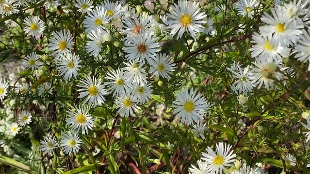Aster im Garten