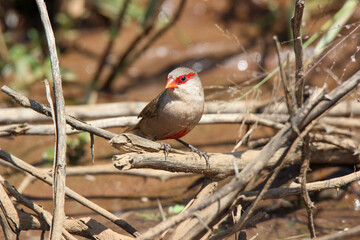 Common Waxbill, Pilanesberg National Park, South Africa