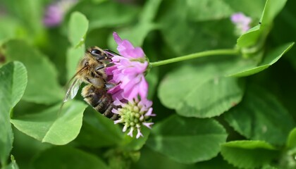 Close-up shot of a bee drinking nectar from a flower © Bojan Gichev/Wirestock Creators