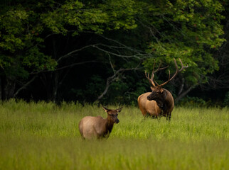 Large Bull Elk Watches Female Elk In The Foreground