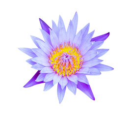 Lotus open flower isolate
