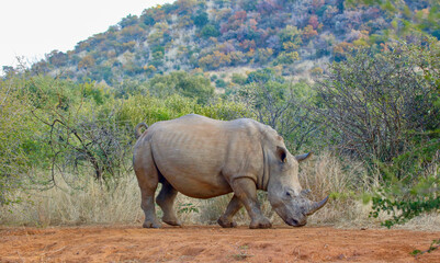 Fototapeta premium White Rhinoceros, Pilanesberg National Park, South Africa