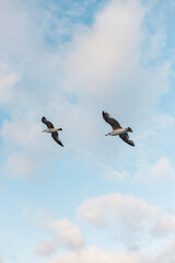 Obraz premium low angle view of seagulls flying against blue sky with clouds.