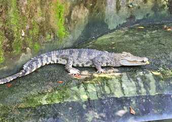 Crocodiles in the pond, animals in the zoo