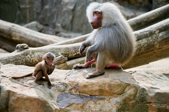 Baboons (Papio) at Berlin Zoo, Berlin, Germany