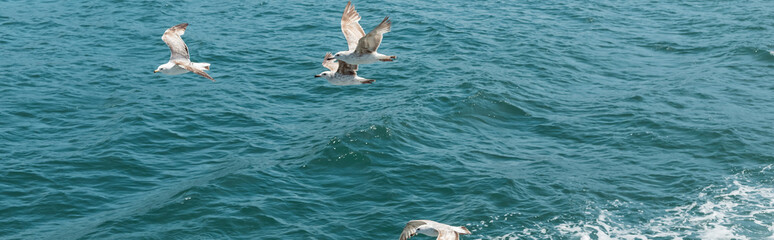 wild seagulls flying over blue water of bosporus with sea foam, banner.