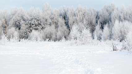 Winter forest trees covered with white hoarfrost in frosty day