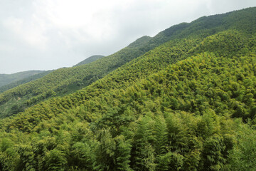 Fototapeta na wymiar mountains and green forest
