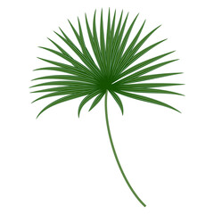 Tropical palm leaf isolated. Best creative design for poster, flyer, presentation.