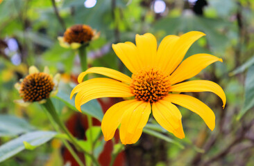 yellow flowers on the stem in the garden, tropical plants