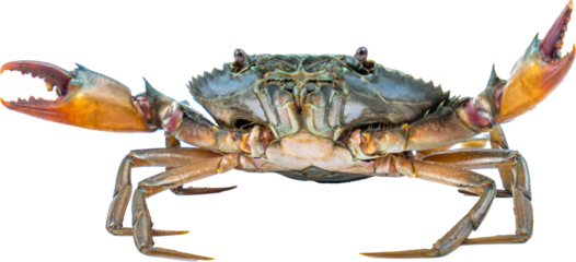 Scylla serrata. Mud crab isolated on transparent background. Raw materials for seafood restaurant concept. Live giant mud crab with big claw. Alive mud crab. Crustacean shellfish food allergen concept