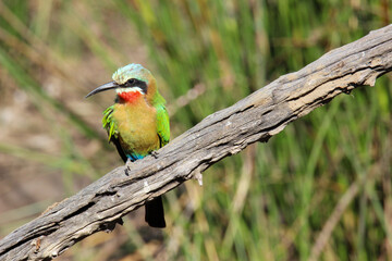 White-fronted bee-eater, Pilanesberg National Park, South Arica